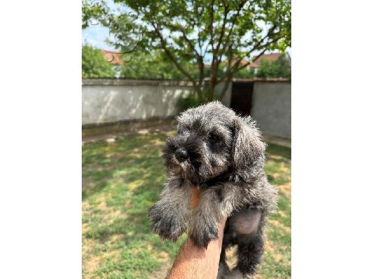 Μινιατούρα Schnauzer